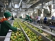 Завод по обработке 2-5T/H SUS304 пульпы манго овоща плода
