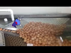 завод по переработке жидких яиц с яйцелом и пастеризацией